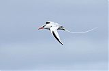 Red-billed Tropicbirdborder=